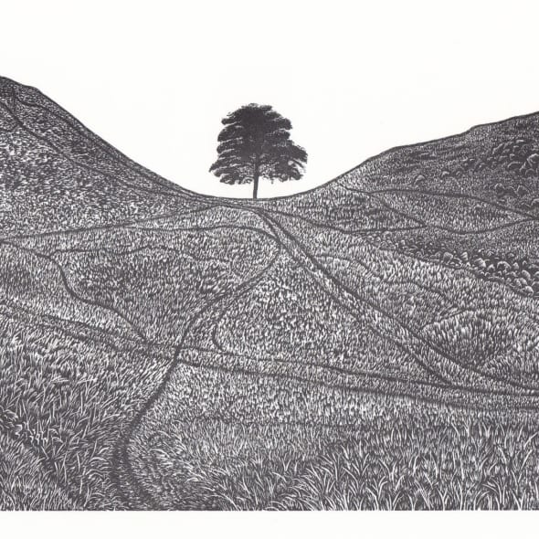 David Robertson ARE, 'Sycamore Gap', wood engraving
