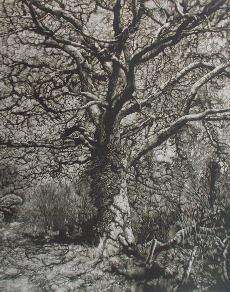 Winters Shadows