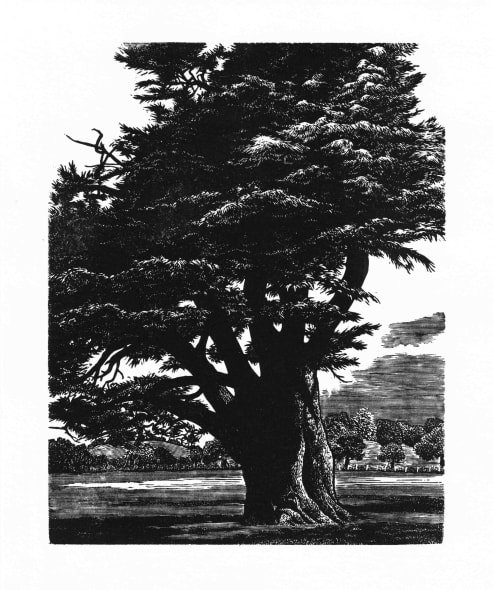 Cedar of Lebanon at Fonthill