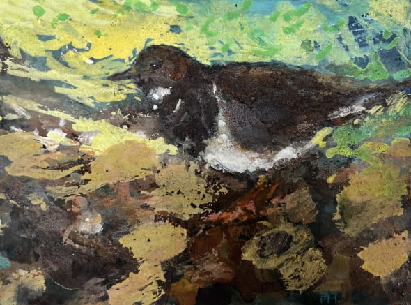 Turnstone: Shore at Dawn. Sidmouth, Devon.