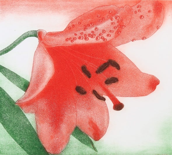 Nourish - Orange Lily