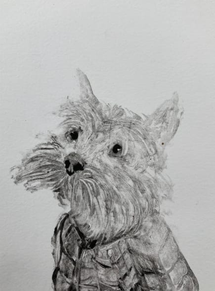 Yorkie