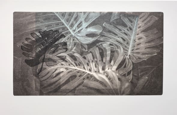 Monstera, 2025