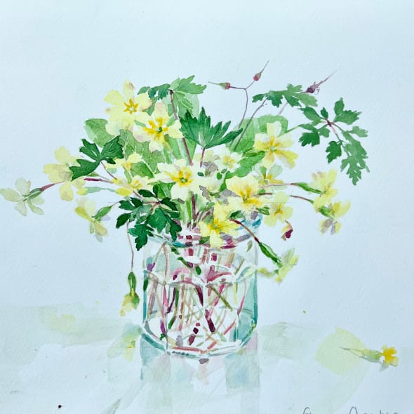 Primroses