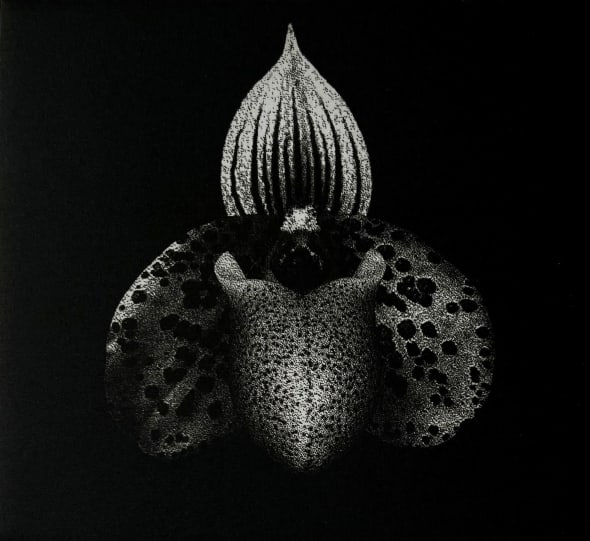 Bulbopaphillum