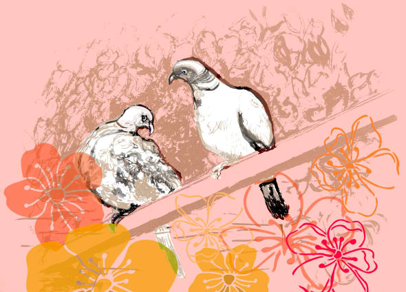 Dove Companions