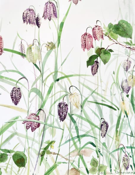 Fritillary and Brambles 2