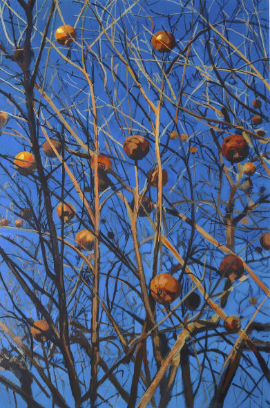 Last Winter Light at Chelsea Physic Garden: The Pomegranate Tree