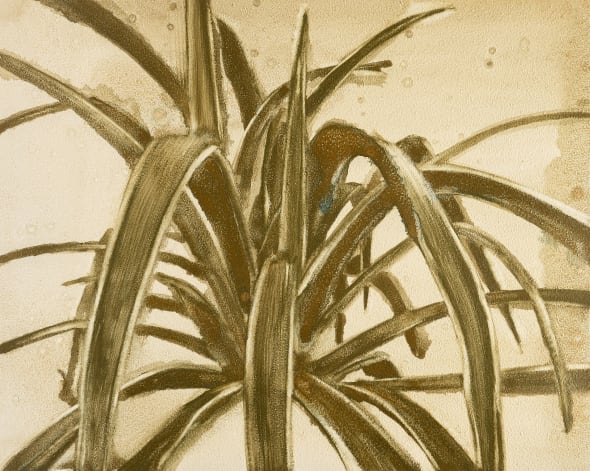 Spider Plant IV
