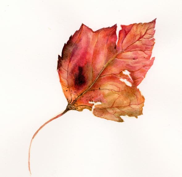 Guelder Rose Leaf