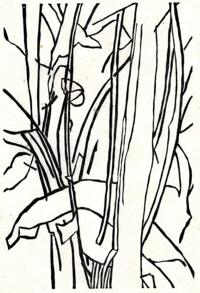 Leafing Through