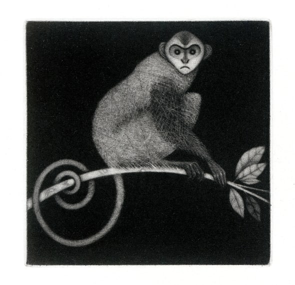 Little Monkey