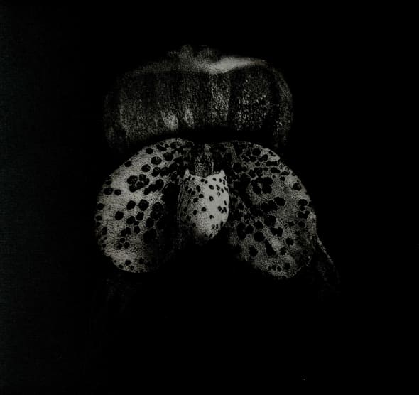 Pleuropaphallis