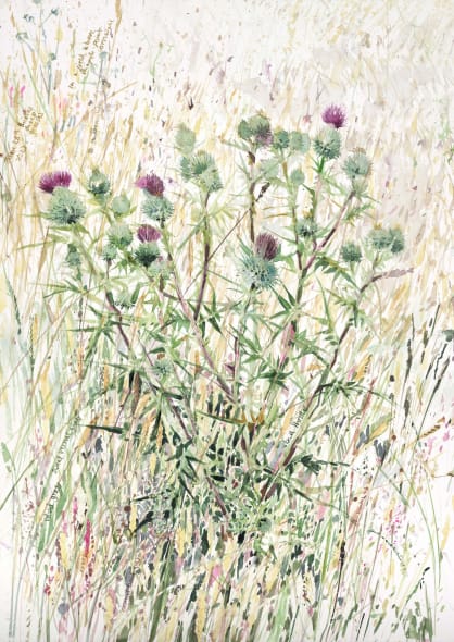 Thistle
