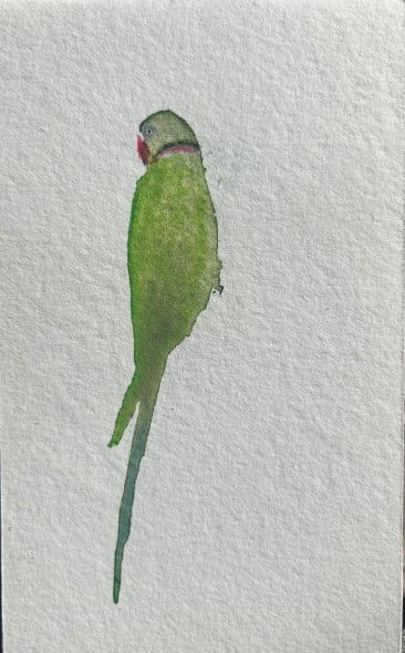Window Parakeet