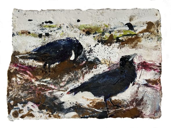 Ravens Foraging Amongst Weed. Castle Cove Ledges, Weymouth.