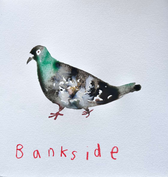 Bankside Pigeon