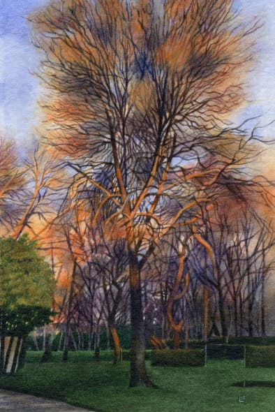Late January afternoon, Dulwich Woods