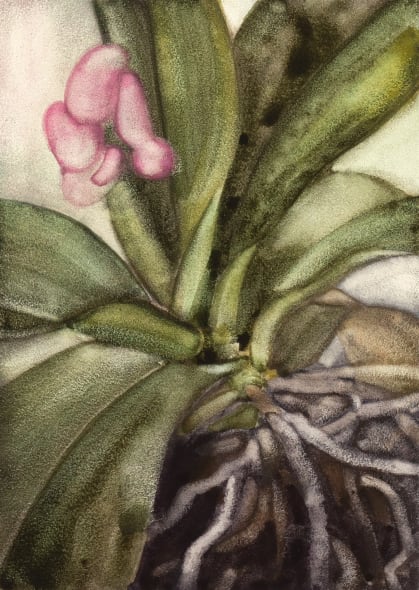 Orchid II