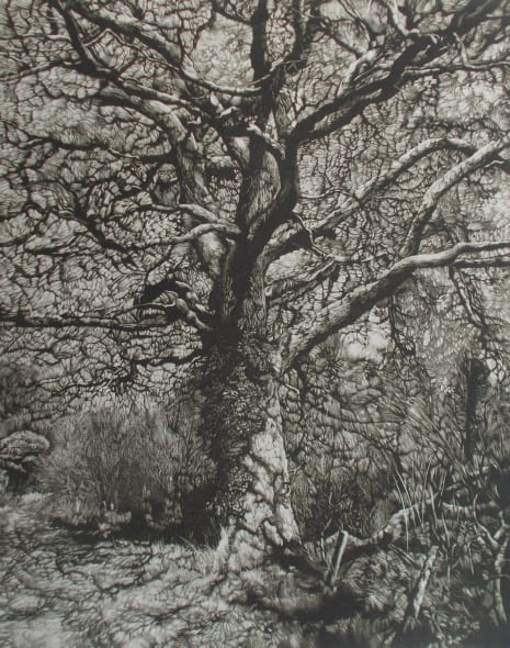 Winter Shadows
