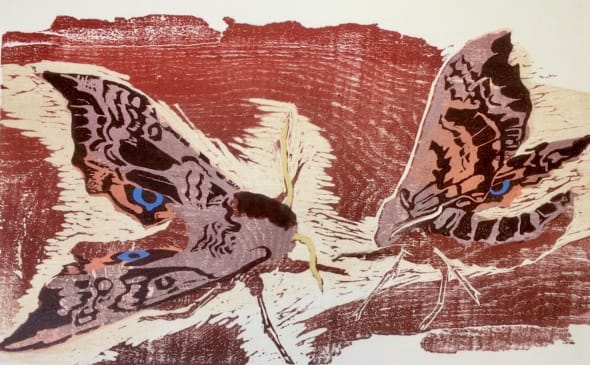 My Garden Moths, Hawk Eye Moth