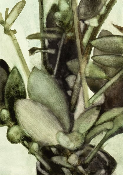 Zamioculcas II