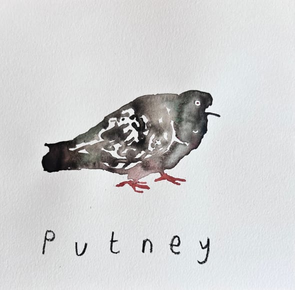 Putney Pigeon