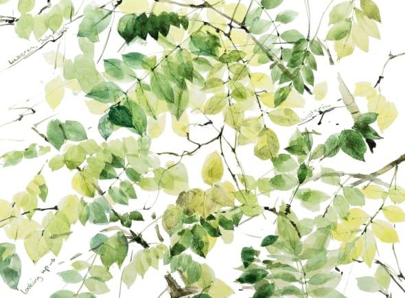 Wisteria, Looking up