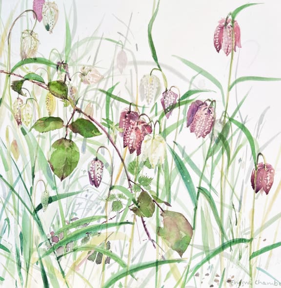 Fritillary and Brambles