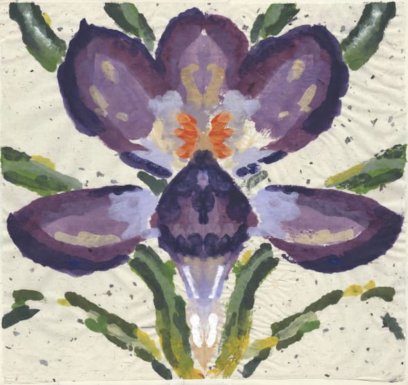Crocus