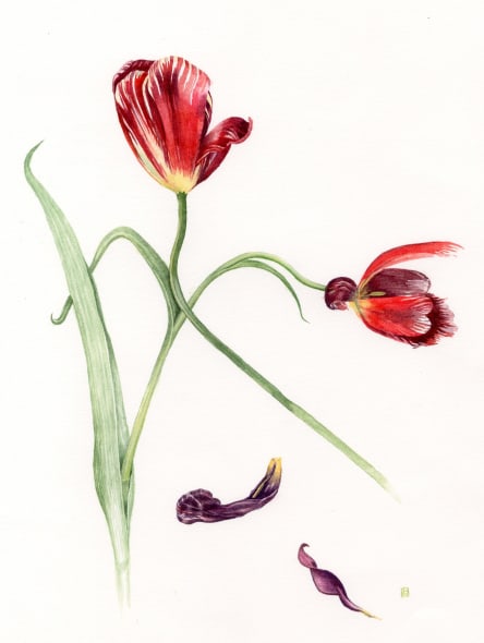 Tulips (rhubarb and custard)
