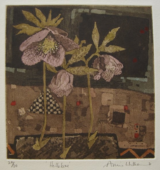 Hellebore
