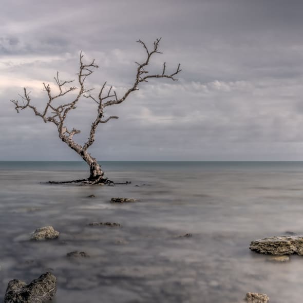 Detail from "Solo Survivor" photograph by artist Donald R. Harivel