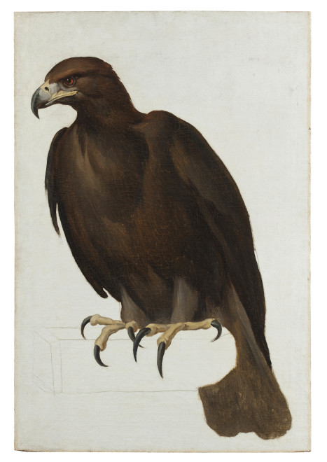 <span class="artist"><strong>Vincenzo Camuccini</strong></span>, <span class="title"><em>Eagle</em>, c. 1805-1807</span>