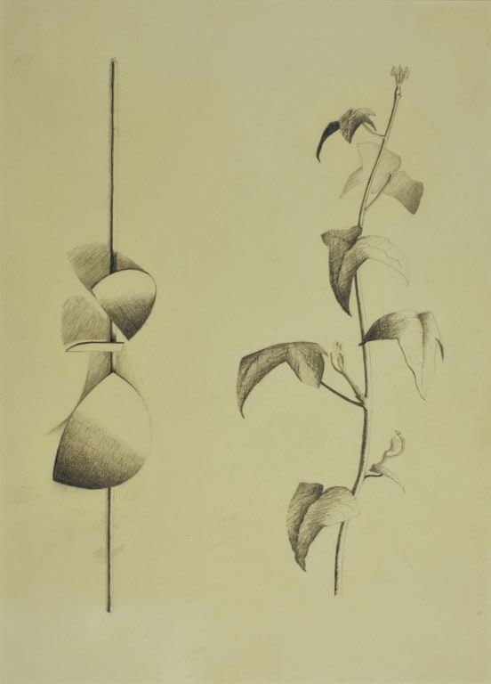 Robert Adams, Drawing of curved forms with a tendril of ivy, opus 113, 1960