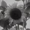 Man Ray