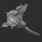 Judith Rothchild