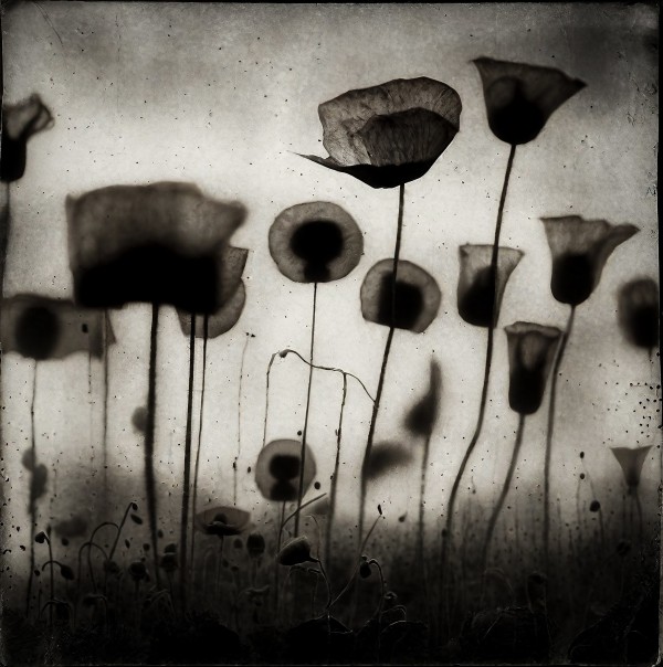 Chris Friel, Hybrids 111223, 2023