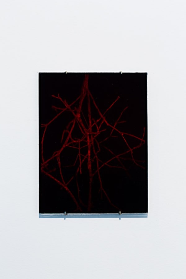 Daniel Steegmann Mangrané, Holograma 4 (galho com bicho), 2013