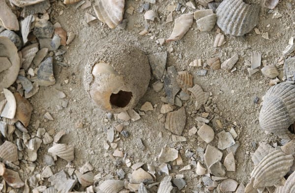 Our Ecology: Toward a Planetary Living