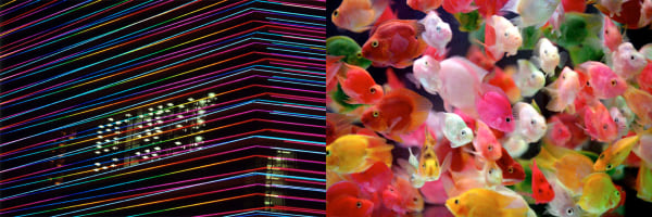 William Furniss, New World - Goldfish, 2005