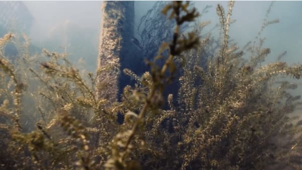 Zoë Marden, Marine Lovers…their fishy beginnings, 2021