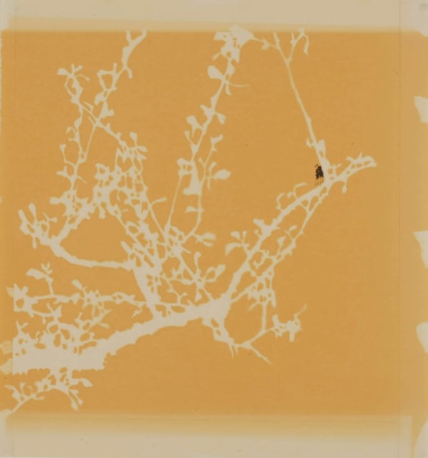 Carol Lee Mei Kuen, Wonderland (12:45pm 11_02_09), 2009