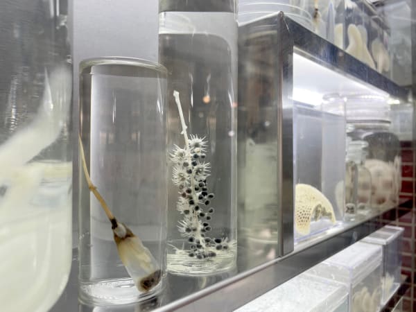 Wing Po So, Invisible Island, 2021