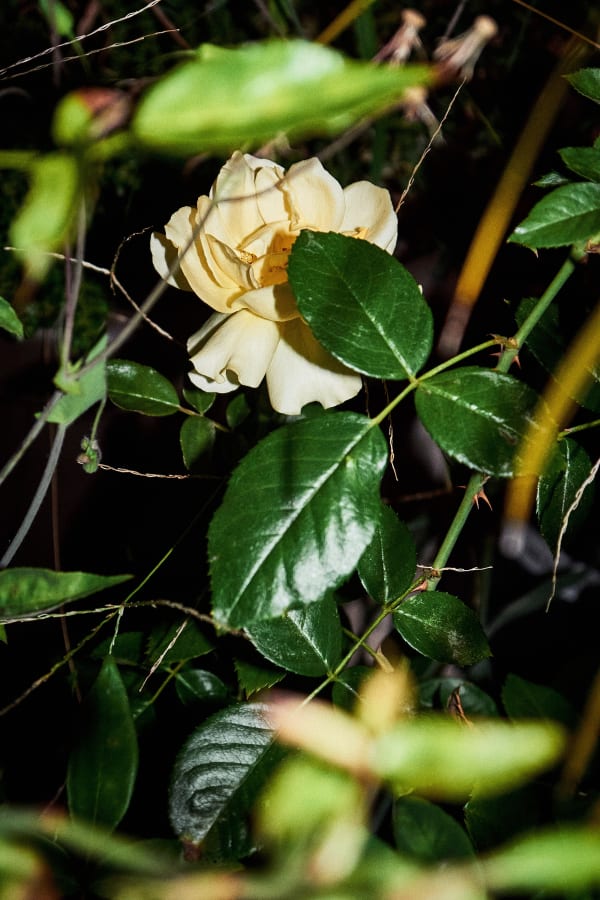 Adler Guerrier, Untitled (This is the place where, with a resonant clarity, we fathom for fortitude) II, 2025