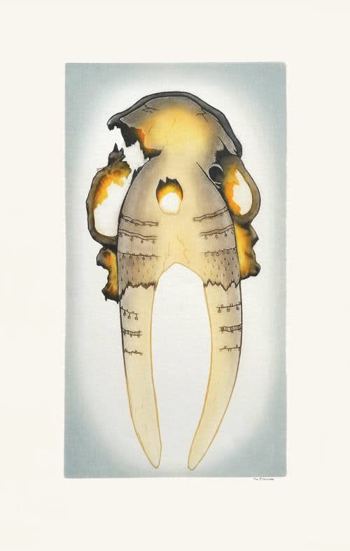 Tim Pitsiulak, Ancient Walrus Skull, 2016