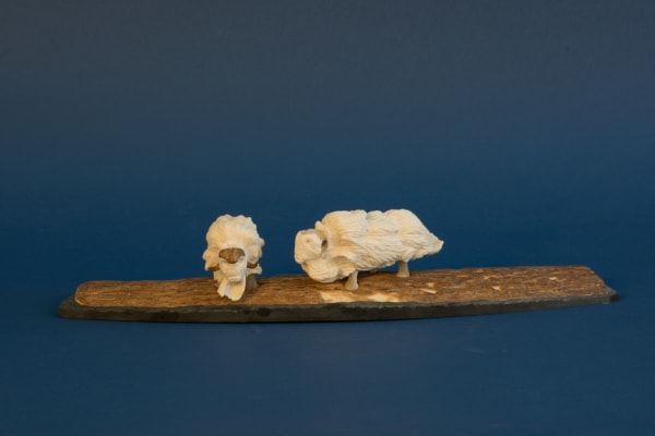 Damien Iqualluq, Muskoxen / boeufs musqué, 2018