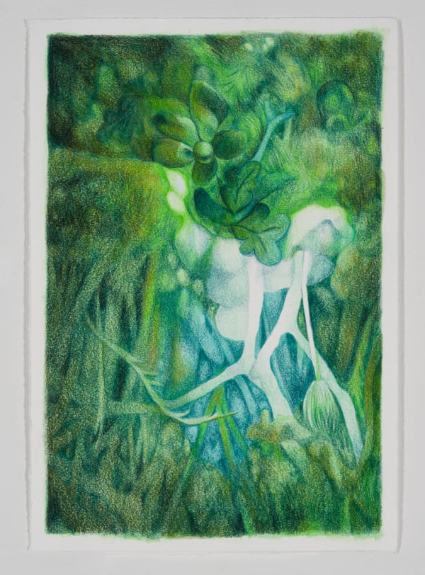 Hannah Antalek, Undergrowth, 2024