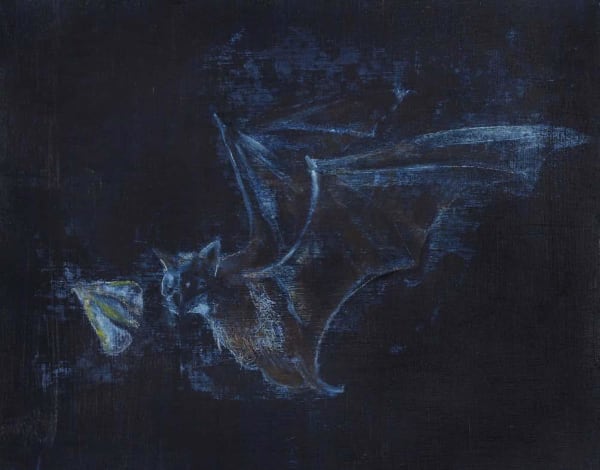 Avish Khebrehzadeh, Bat Hunting Moth, 2014