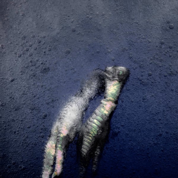 Stéphane Alexis, Poultry no. 9 , 2021